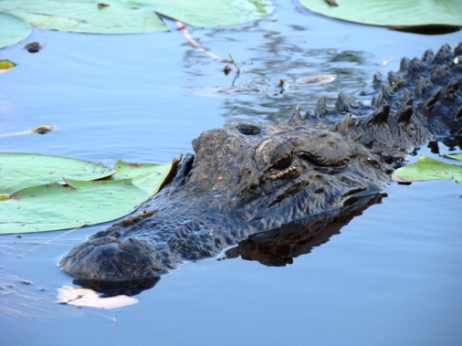 Alligator Swamp Game
